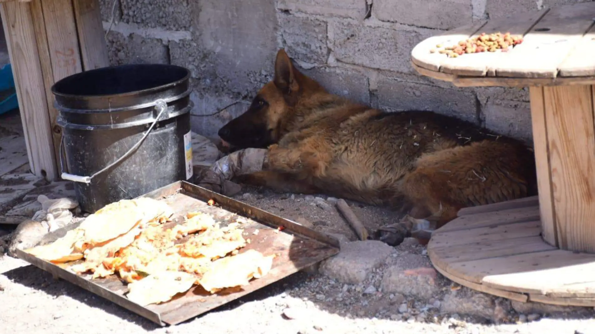 CONDENA ALCALDE ACTO INHUMANO CONTRA PERRO40